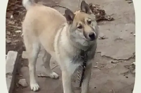 Собаки потеряшки, Липецк, фото: Потеряшка собака в Липецке!