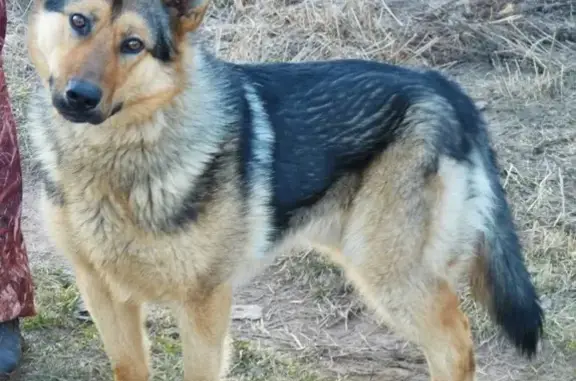 Пропала собака в Оричевском районе, пгт Лёвинцы