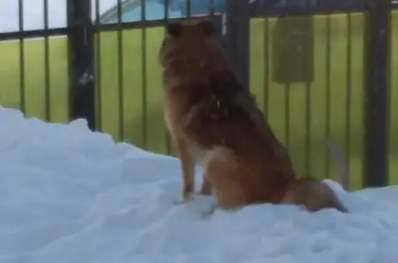 Пропала собака Гоша в Петрозаводске, Древлянка