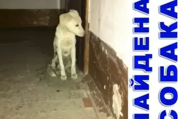Найдена собака на ул. Дзержинского в Кургане