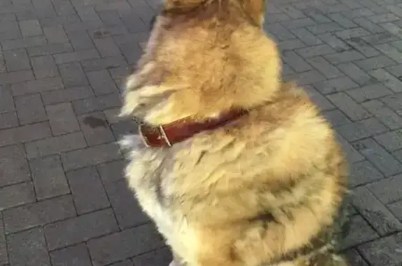 Найдена собака в Краснодаре, микрорайон Юбилейный.