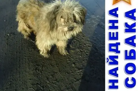 Найдена собака в Кетово, ул. Ленина