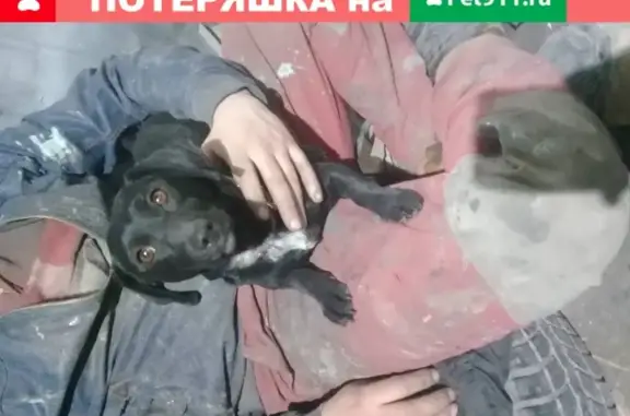 Найдена собака в районе лодочной станции Дельфин, Омск