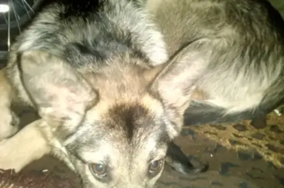Найден щенок в Хабаровске, квартал ДОС, 25