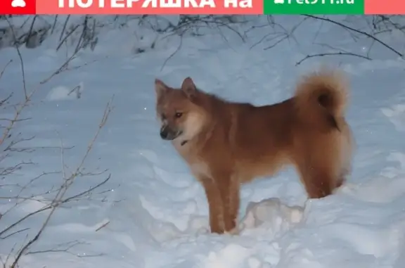 Пропала собака Карело-финская лайка Фокс в Шибанково