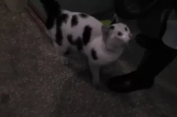 Белый кот найден на ул. Академика Киренского (Красноярск)