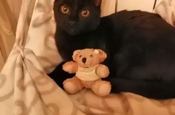 Кошки потеряшки, Москва, фото: Потеряшка черная кошка в Зеленограде, к1459