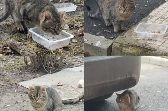 Найден котик на ул. Дыбенко в СПб.