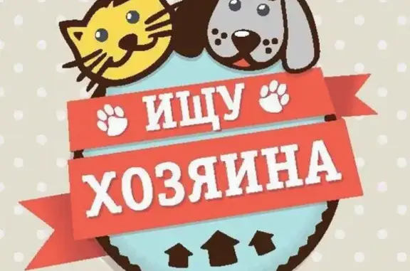 Пропала белая кошка на ул. Прибрежная и Пушкина, Похвистнево