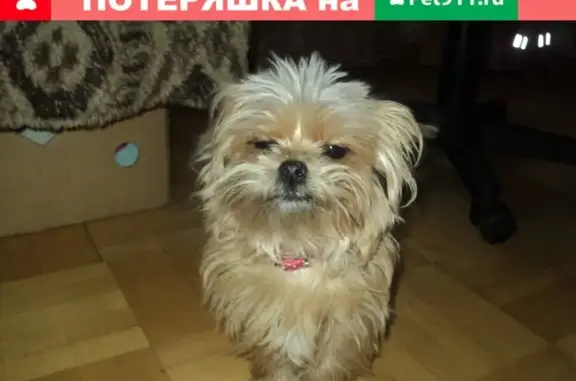 Пропала собака Лизи на ул. Краснозоренская