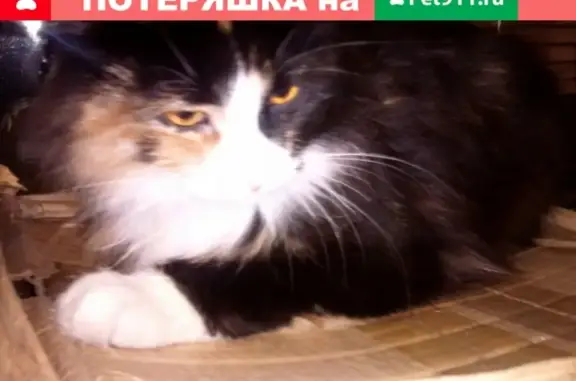 Найдена кошка Мурманск: ищем хозяина!