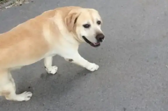 Пропала собака в Бердске, ищем палевого лабрадора Боню с клеймом на пузе.