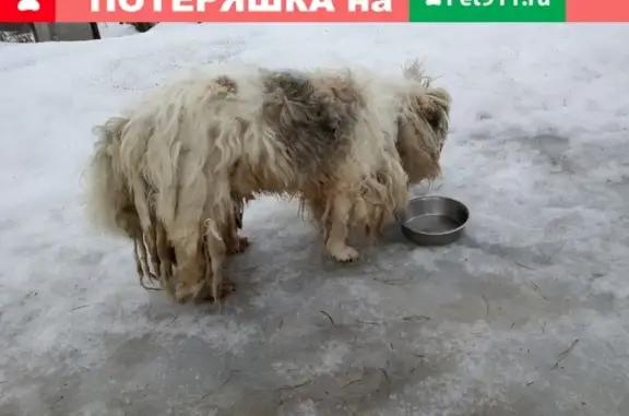 Найден пес во Владимире в жутком состоянии