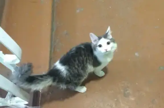 Потерянная кошка в Томске, подъезд 5