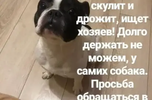 Найдена собака на ул. Черкасская 60 в Краснодаре