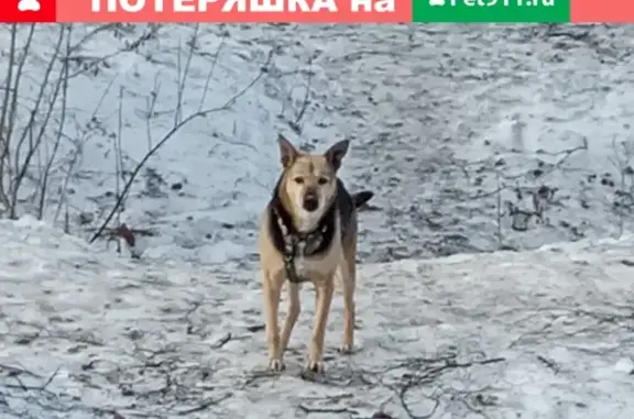 Найдена собака на Бартеневской улице, Москва