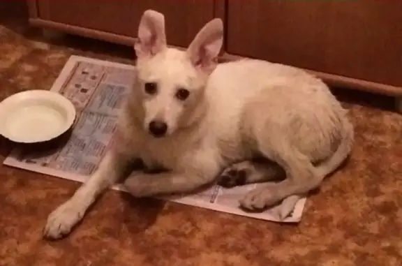 Найдена собака с ошейником на ул. Аксакова-Больничный проезд, Оренбург