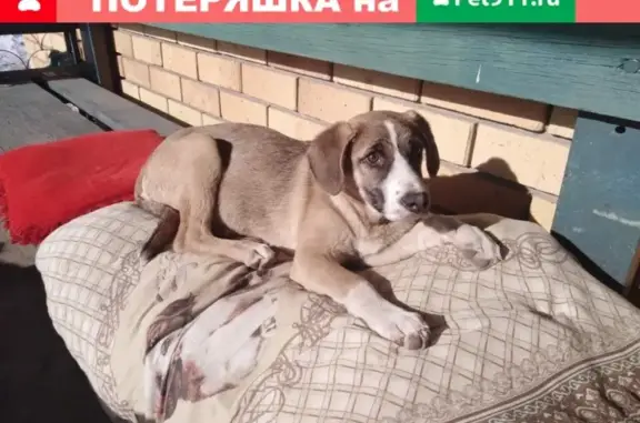 Найдена собака на Комсомольском проспекте, Новотроицк