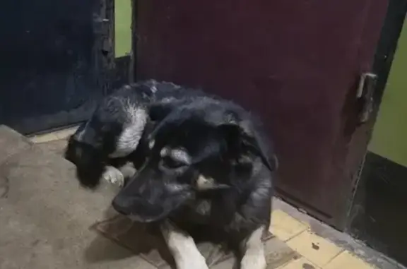Собака с ошейником в Ногинске, пос. Октября - SOS!