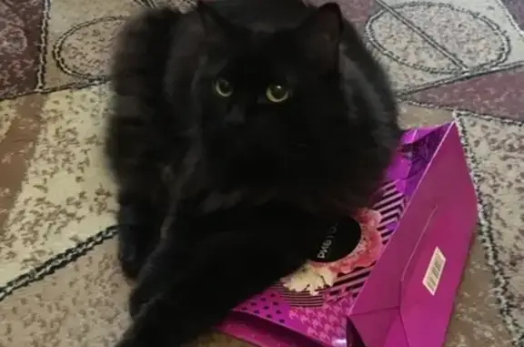 Пропала кошка на улице Ленина, СПб, помесь с мейнкуном, черно-шоколадного окраса.