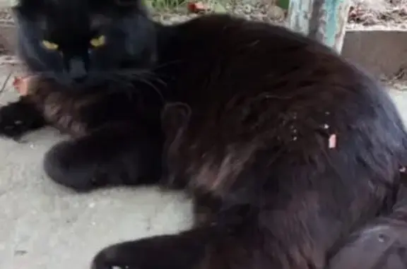 Кошки потеряшки, Нефтекумск, фото: Потеряшка кошка Симба, Нефтекумск, вознаграждение 500р.