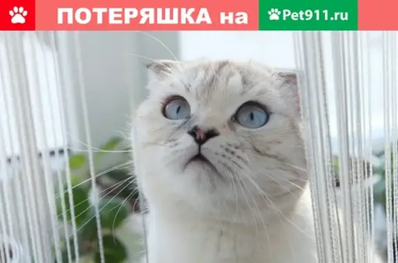 Пропала кошка на улице Чапаева 22