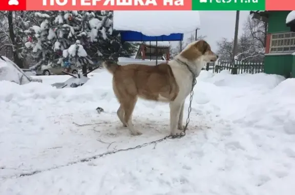 Пропала собака Лана в Десногорске, Смоленск.