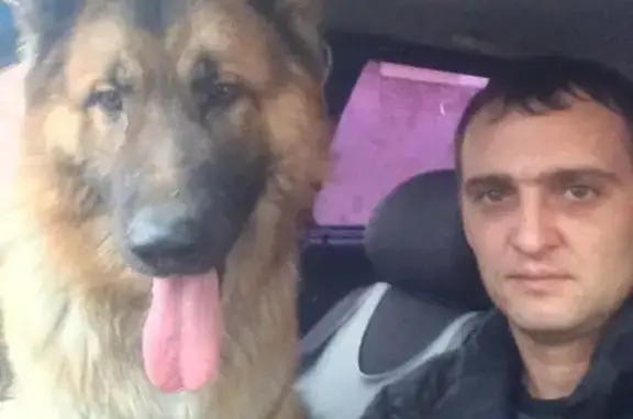Пропала собака в Живописном, Симферополь.