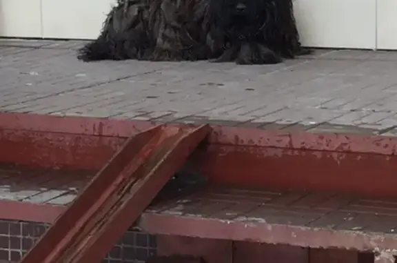 Найдена породистая собака в Перми, ищем хозяев!