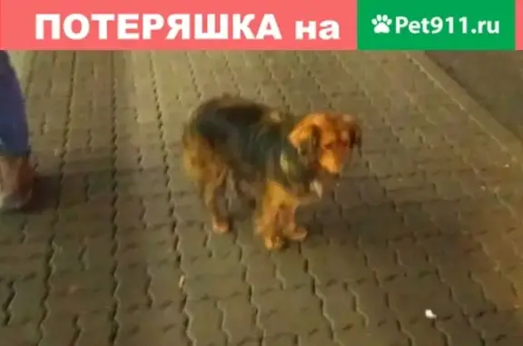 Найдена домашняя собака в районе Битца, Москва - Контактный телефон Потеряшка