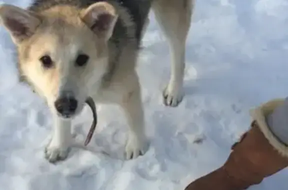 Собаки потеряшки, Москва, фото: Потеряшка собака на Лосином острове, Москва.