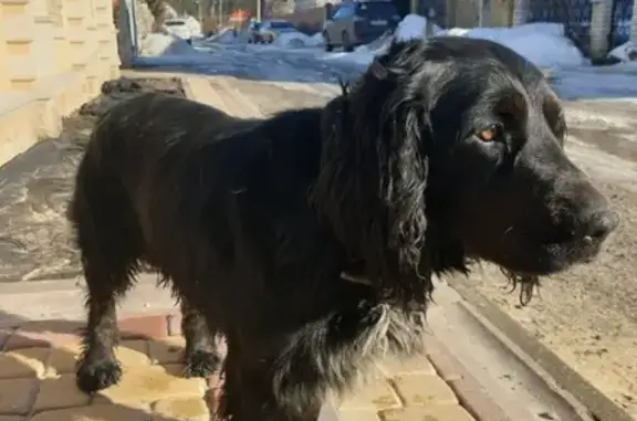 Собаки потеряшки, Подгорное, фото: Потеряшка собака Султан в Подгорном, Воронежская область