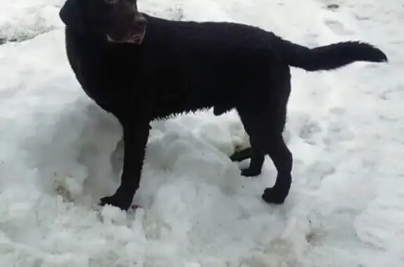 Пропала собака в Петрозаводске, ищем Юстаса