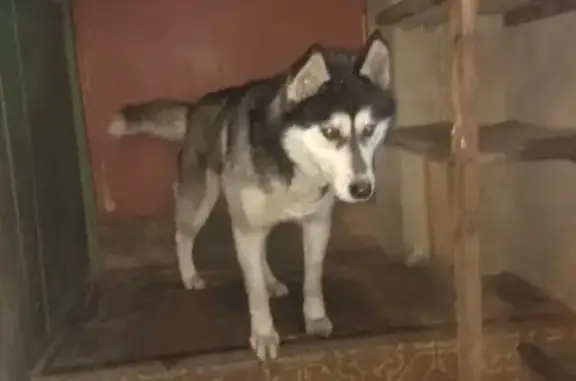 Найдена собака в Лужковом районе, звоните Артёму (Орёл)