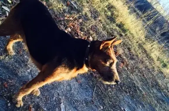 Пропала собака в Челябинске, район Чехова, 20 февраля