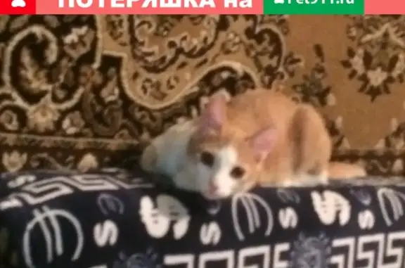 Кошки потеряшки, Саров, фото: Потеряшка кот Пикачу на улице Зернова, Саров