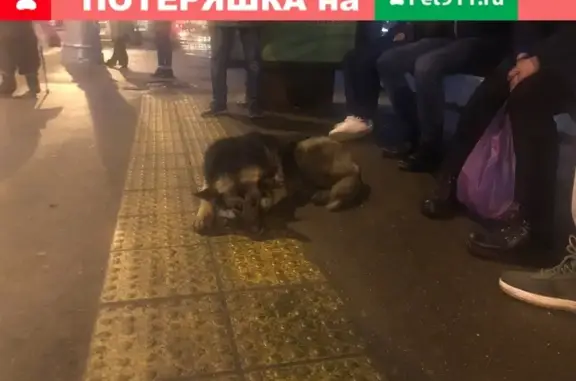 Найдена собака возле метро Текстильщики