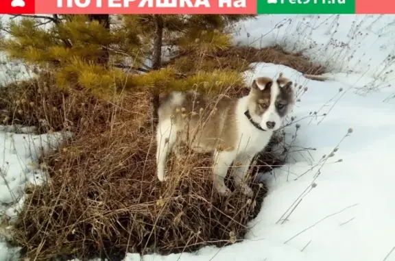 Пропала собака на ул. П. Кучияк, Горно-Алтайск