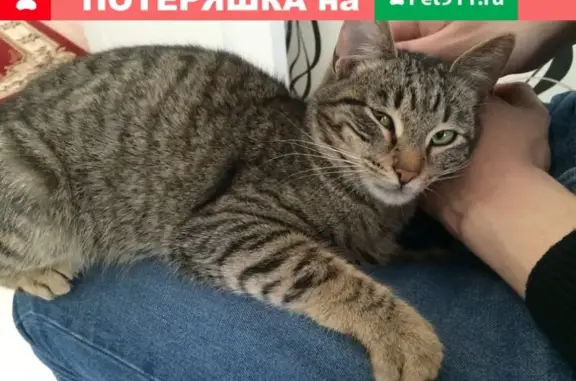 Найден котенок в Шолохово, М.о.