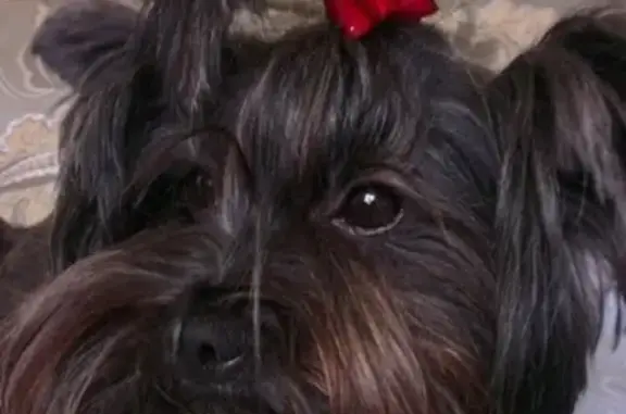 Собаки потеряшки, Тверь, фото: Потеряшка собака в Твери, помесь йорка и болонки, вознаграждение!