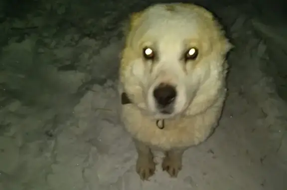 Пропала собака в Орске, посёлок Джанаталап