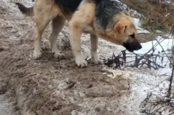 Найдена собака в районе Вязовенька, Поляна