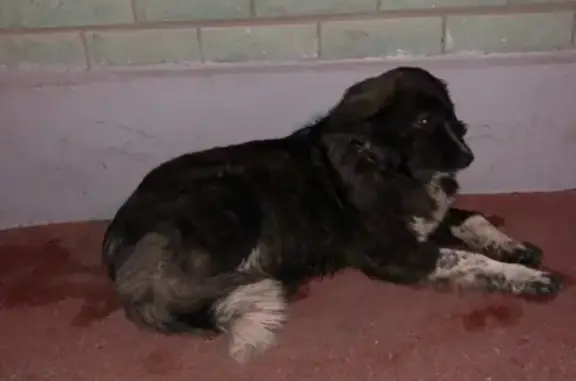 Найдена собака возле универсама в Изумрудном городе, Казань