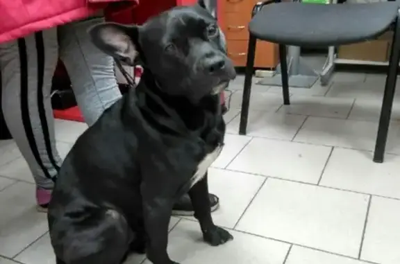 Найдена собака в Коврове, черный окрас с белым пятном на груди