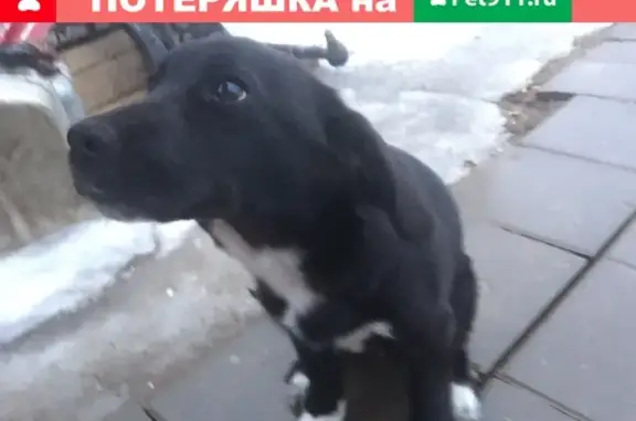 Найдена собака в деревне Ворсино!