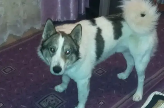 Пропала собака в Сыктывкаре, вознаграждение 20 000 руб.