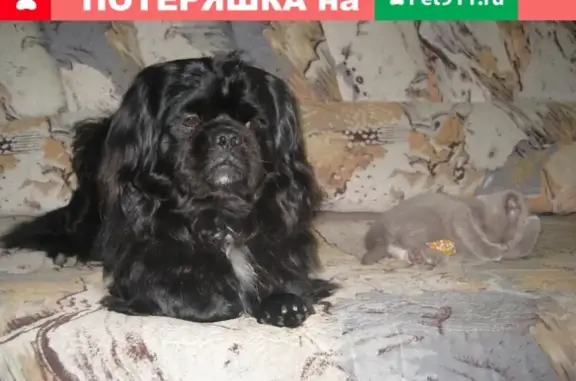Пропала собака на ул. Сидоренко, 30