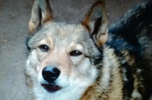 Пропала собака на ул. Донской в Ижевске: западносибирская лайка, кобель, 10 лет, серо-рыжего окраса.