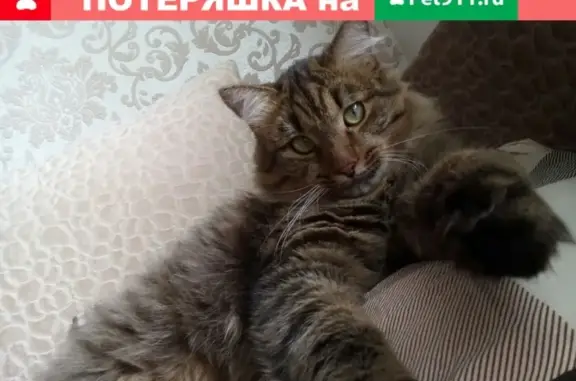 Кошки потеряшки, Киров, фото: Потеряшка кот на ул. Березниковская, Киров