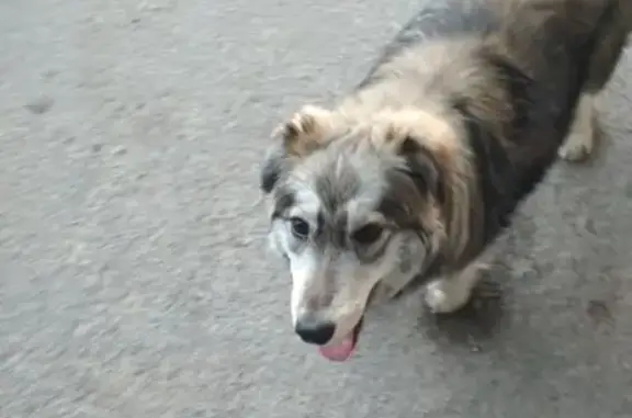 Найдена собака на улице Хмелева в Старом Осколе